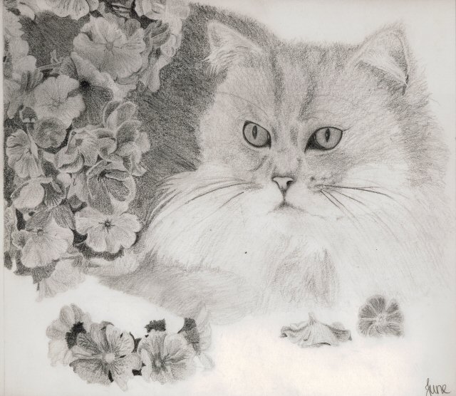 cat sketch by June Gilbank