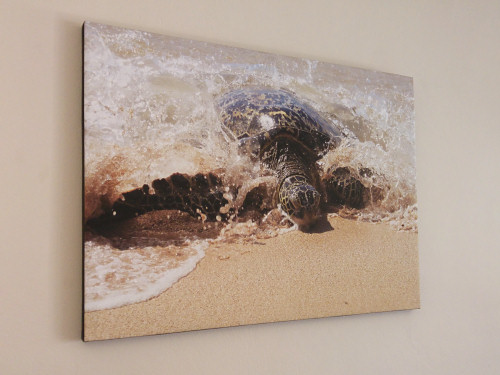 canvas print of Green Sea Turtle photo by June Gilbank