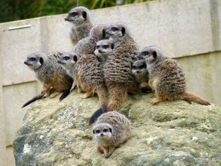 Meerkats at Durrell (photo by June Gilbank)
