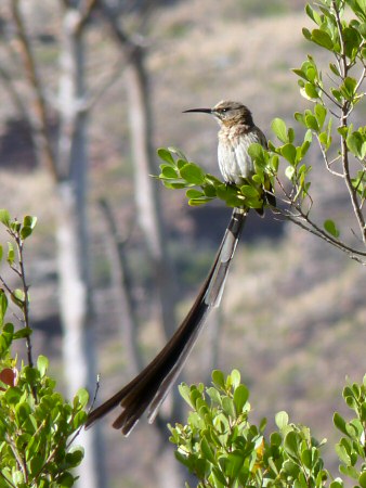 cape sugarbird (male)