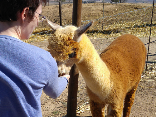June handfeeding an alpaca