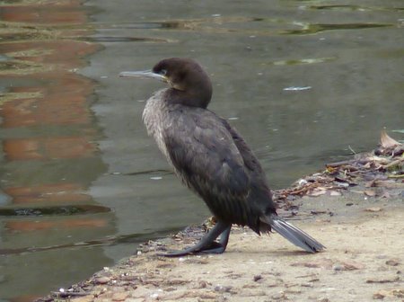 whitebreasted cormorant