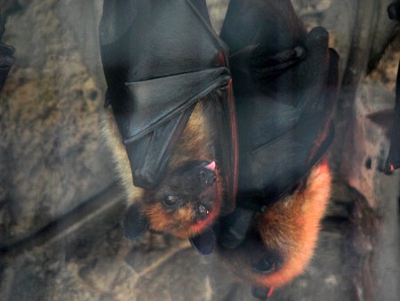 fruit bat flying. Fruit Bat photo by June