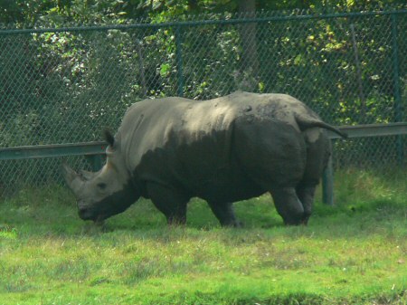 rhinoceros photo by June Gilbank