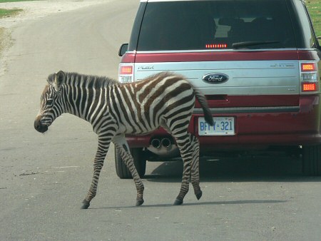 baby zebra photo by June Gilbank
