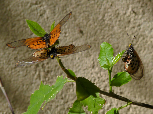 garden acraea butterflies laying eggs