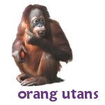 orang utans