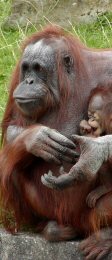 a female orang utan