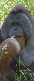 a male orang utan