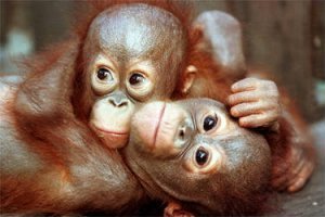 baby orangs