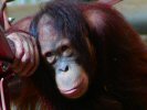 captive orang utan