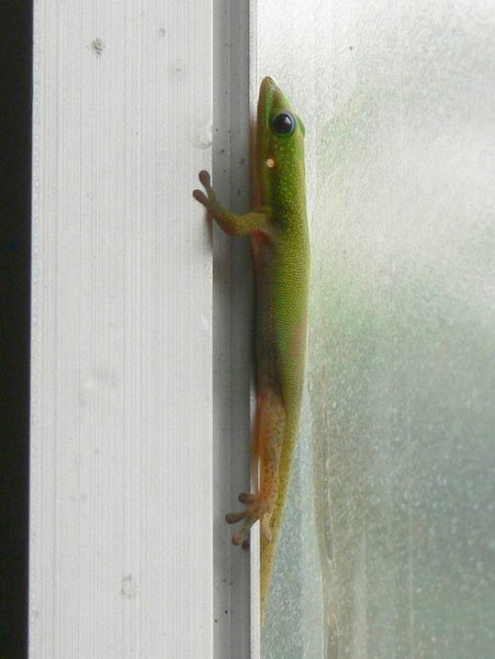 Gecko in Hawaii, by June Gilbank