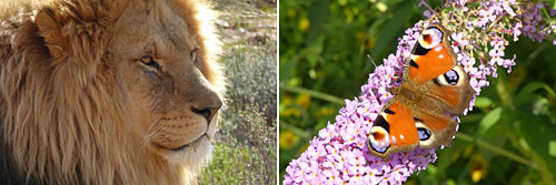 wildlife photos by June Gilbank: lion, peacock butterfly