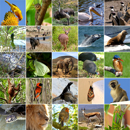 10 years of PlanetJune - wildlife photos by June Gilbank