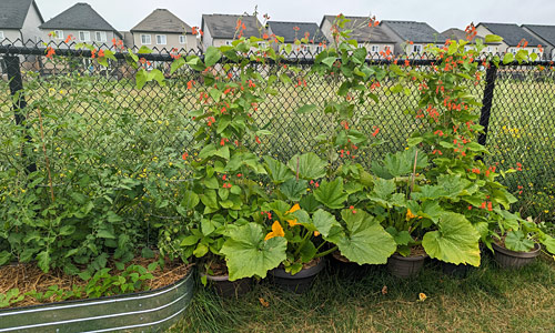 vegetable garden with runner beans, zucchini and tomato plants