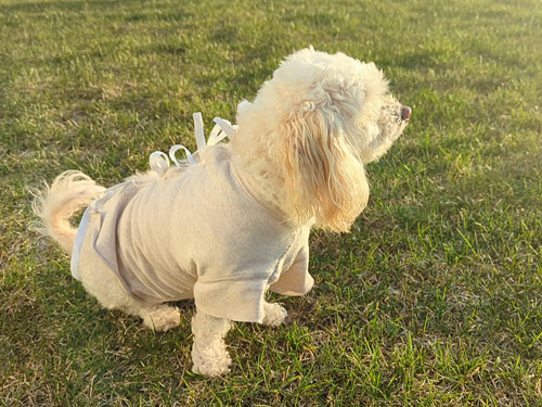 Maggie dog wearing her ribbon-tied 'hospital gown' while recuperating from surgery