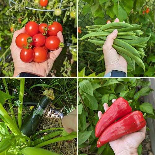 homegrown tomatoes, runner beans, zucchini and peppers