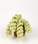 Sedum Burrito ‘Burro’s Tail’