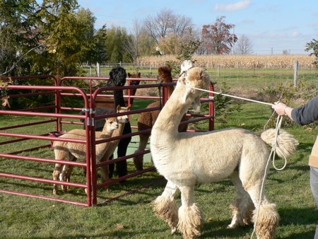 Alpaca Acres