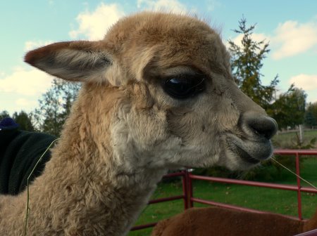 Alpaca Acres