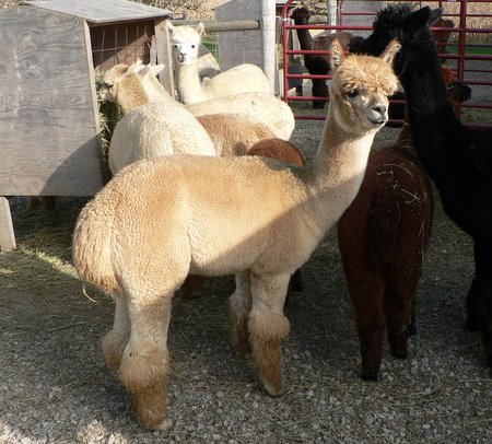 Alpaca Acres