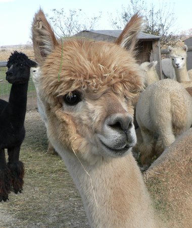 Alpaca Acres