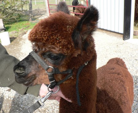 Alpaca Acres