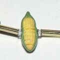 polymer clay corn bead