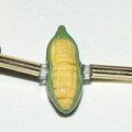polymer clay corn bead polymer clay corn bead