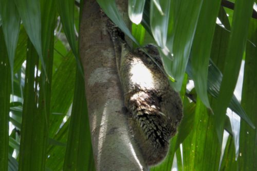 colugo