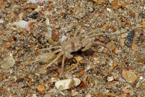 crab5