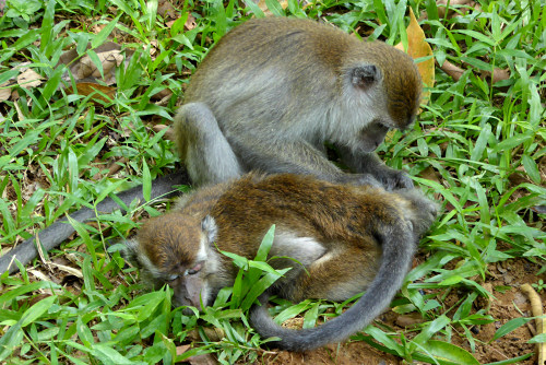 macaque2