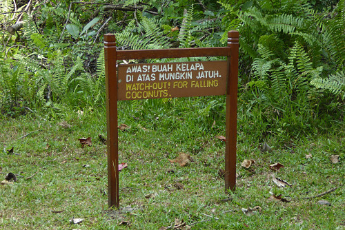 matang2