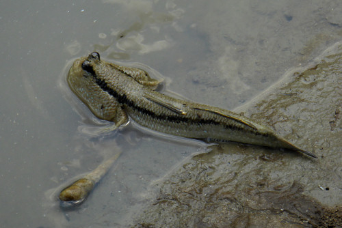 mudskipper