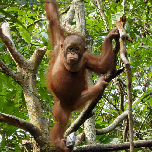 orangutan4