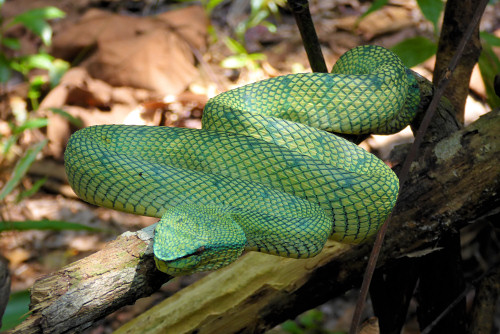 pitviper1