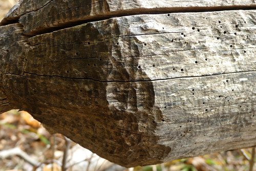 beaver toothmarks