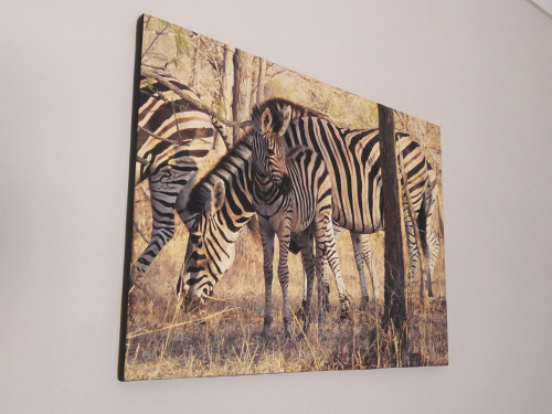 canvas print of Zebras photo by June Gilbank