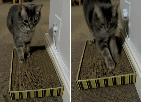 homemade cat scratcher