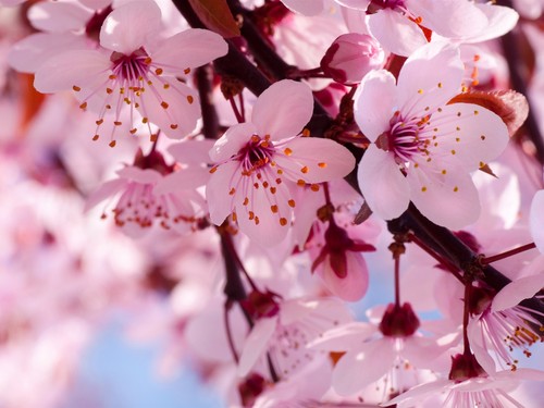 photo of cherry blossoms