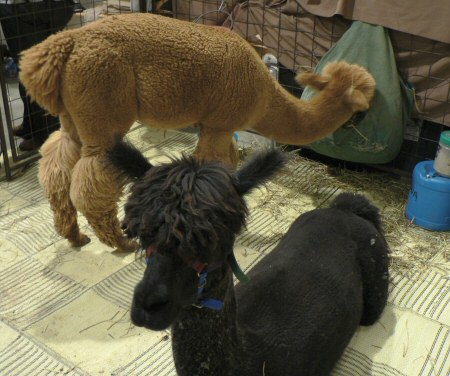 alpacas at Creativ Festival