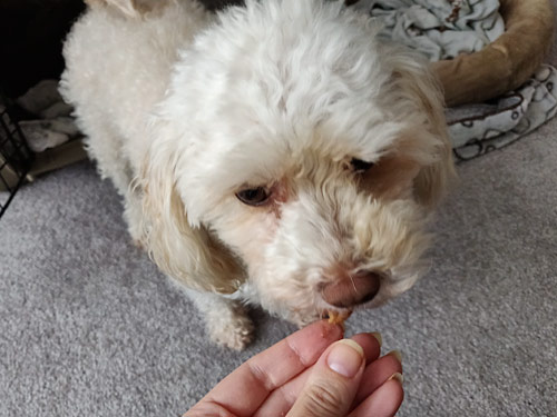 peanut butter dog cookies