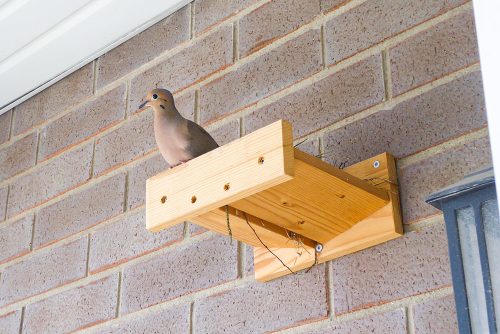 The doves moved in to build their nest on the platform