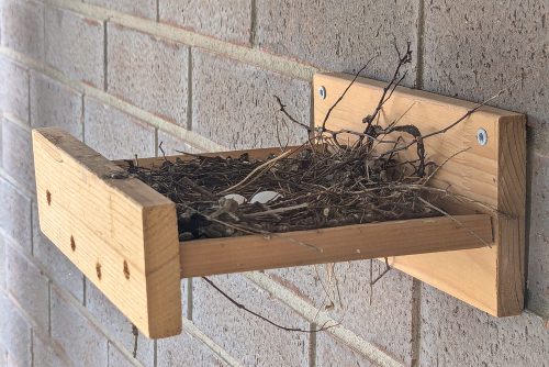 The first pair of eggs in the scrappy twiggy nest