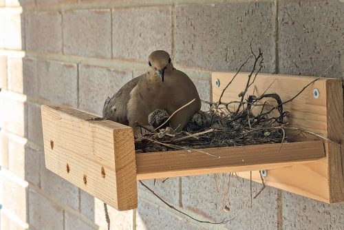 The chicks grow...
