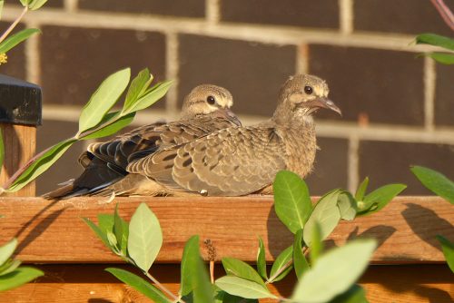 And finally, the fledglings get to enjoying their first taste of sunshine!