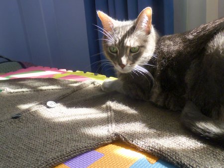 grey knitted cardigan drying flat with feline assistance