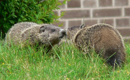 crocheted amigurumi groundhog by planetjune