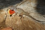 brown anole with red dewlap extended!