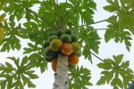 the papaya tree that attracted all my lizard friends